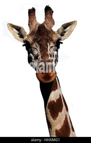Tête de girafe isolé sur fond blanc Banque D'Images