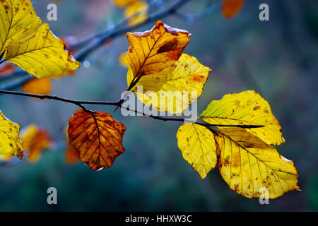 Les feuilles de hêtre en automne. Banque D'Images