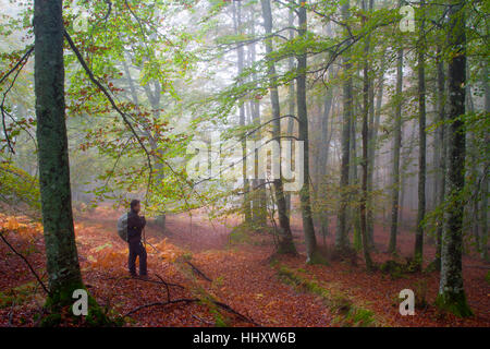 Bois de hêtre à l'automne. Banque D'Images