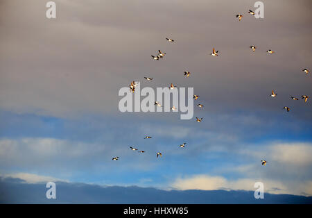 Golden Eye canards battant au cours de l'hiver. Banque D'Images