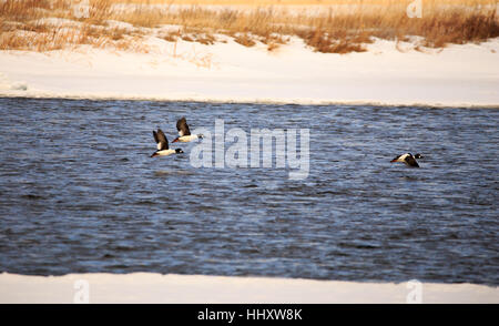 Golden Eye canards battant au cours de l'hiver. Banque D'Images