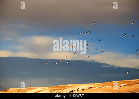 Golden Eye canards battant au cours de l'hiver. Banque D'Images