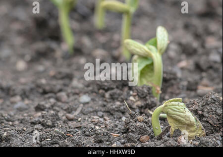 Un close-up de plants de haricot (Phaseolus vulgaris) poussant dans le sol dans un jardin, avec leurs feuilles (les cotylédons). Banque D'Images