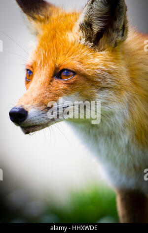 Le renard roux (Vulpes vulpes). Banque D'Images