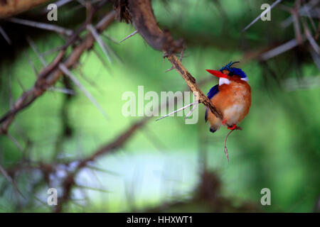 Portrait de femme Kingfisher (Alcedo atthis) Banque D'Images