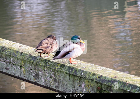 Deux canards de plumage divergentes s'asseoir sur un rebord en béton par l'eau Banque D'Images