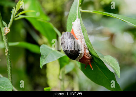 Rampant escargot sur feuille verte près de Abbey falls à Khushal Nagar district ; ; ; Inde Karnataka Coorg Banque D'Images