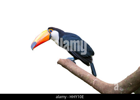 Toucan oiseau dans la branche d'un arbre isolé sur fond blanc Banque D'Images