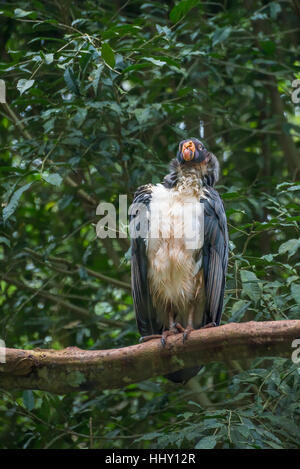 Suppression d'oiseaux Vautour Roi d'Amérique du Sud avec un grand bec orange au Brésil Banque D'Images