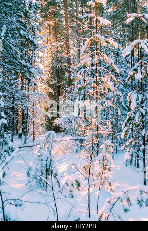 Les rayons du soleil, faire leur chemin à travers les branches des pins dans la forêt d'hiver au début matin glacial. Banque D'Images