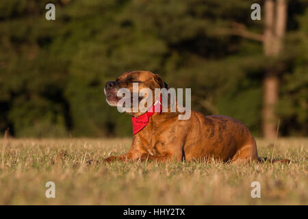 Heureux Chien fixant Smiling avec Bandana dans la zone Banque D'Images