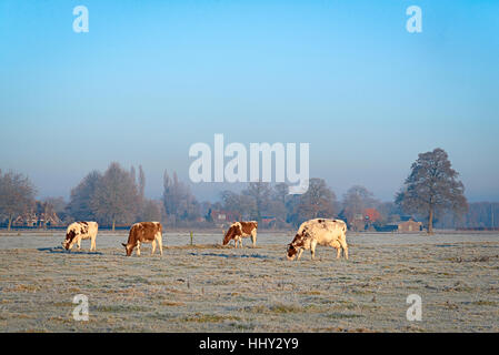 Quatre vaches dans un pré couvert de givre Banque D'Images