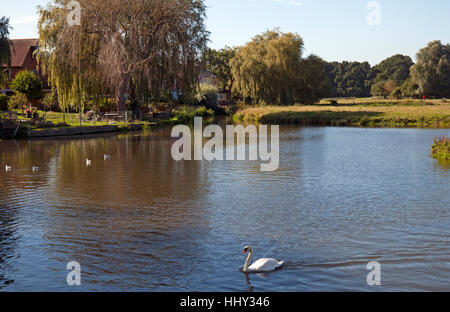 Un cygne sur le moulin au bord de l'étang de Sudbury Meadows, Suffolk, East Anglia Banque D'Images