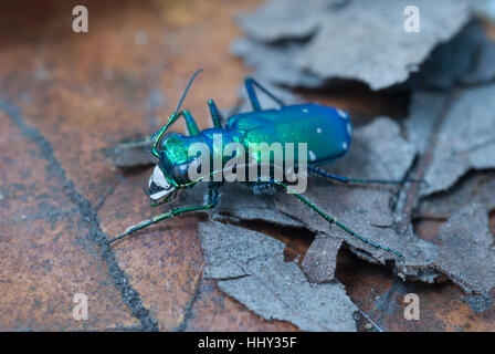 Six points (Cicindela sexguttata Tiger Beetle) Banque D'Images