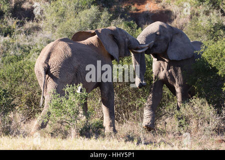 Deux jeunes taureaux éléphants africains en sparring espièglerie bush, Afrique du Sud Banque D'Images