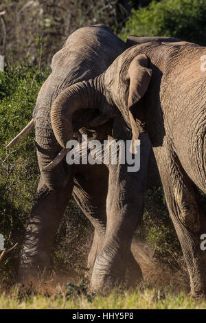 Deux jeunes taureaux éléphants africains en sparring espièglerie bush, Afrique du Sud Banque D'Images