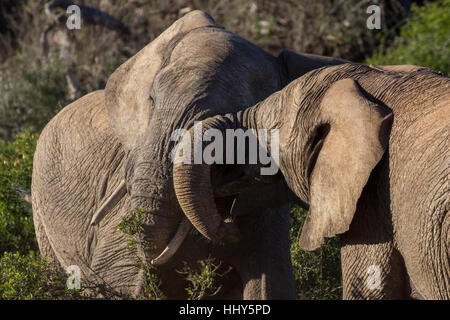 Deux jeunes taureaux éléphants africains en sparring espièglerie bush, Afrique du Sud Banque D'Images