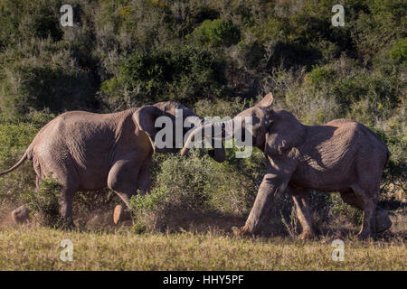 Deux jeunes taureaux éléphants africains en sparring espièglerie bush, Afrique du Sud Banque D'Images