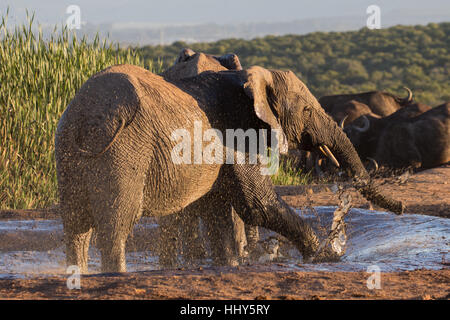 Bénéficiant de l'eléphant d'Afrique son temps à un point d'eau boueuse, Afrique du Sud Banque D'Images