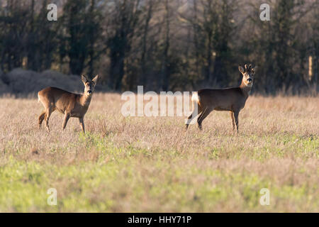 Le chevreuil (Capreolus capreolus) hommes et femmes, dans la famille des cervidés, buck avec bois de plus en plus toujours couvert en fourrure de velours Banque D'Images