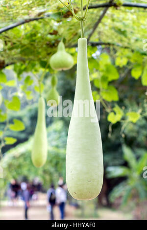 Lagenaria siceraria (Molina) Standl, calebasse, hanging on stem Banque D'Images