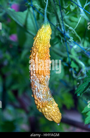 Momordica charantia accroché sur tige, appelée melon amer, amer ou courge amère. Banque D'Images