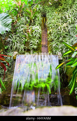 Cascade aux plantes différentes sur l'arrière-plan. Banque D'Images
