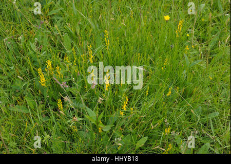 Dyer's Greenweed, Genista tinctoria Banque D'Images