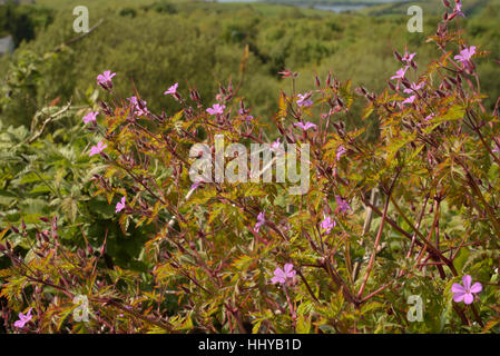 Geranium robertianum, Herb-Robert Banque D'Images