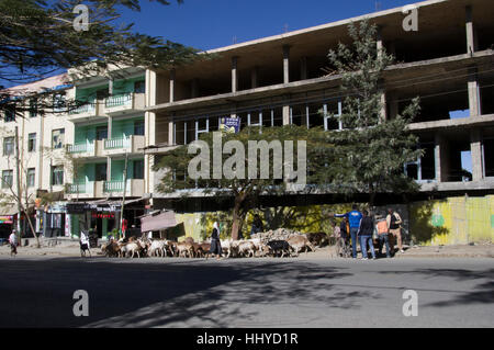 Un grand nombre ou de caprins et ovins en face d'un bâtiment en construction à Mekelle, Ethiopie Banque D'Images