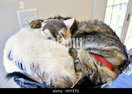 Deux cute cats recroquevillé et snuggling ensemble au sommet de leur chat house Banque D'Images