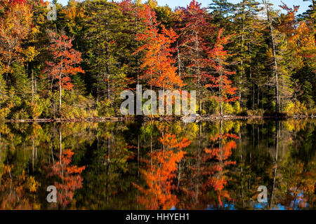 Forêt mixte, couleurs de l'automne, les arbres se reflétant dans le lac, Estrie, West Bolton, Québec, Canada Banque D'Images