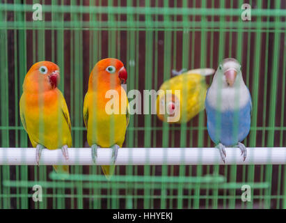 Les perruches en cage, marché aux oiseaux, Yogyakarta, Java, Indonésie Banque D'Images