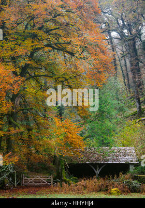 Ancien bâtiment de ferme, sous un auvent de feuilles de hêtre en automne, près de Dulverton, Exmoor. Banque D'Images