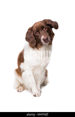 Dutch partrige Drentse patrijs, chien hond, devant un fond blanc Banque D'Images