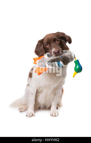 Dutch partrige Drentse patrijs, chien hond, devant un fond blanc un canard blanc formation mannequin tenue en bouche Banque D'Images