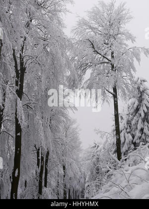 Arbre, arbres, hiver, blanc, européen, de race blanche, gelée blanche, highlands, neige, Banque D'Images