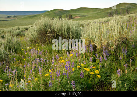 WY02122-00...WYOMING - blooming Fleurs sauvages sur les pentes ouvertes dans la région de Hayden Valley Parc National de Yellowstone. Banque D'Images