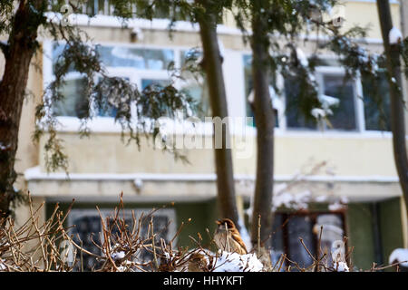 Belles scènes de l'hiver avec beaucoup de neige Banque D'Images