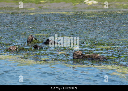 Les loutres de mer de Californie du sud ou des loutres de mer, Enhydra lutris nereis, se reposant dans un radeau en l'enveloppant d'Elkhorn Slough, zostère dans, California, USA Banque D'Images