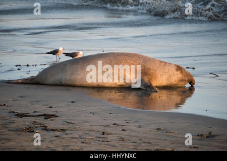 Un éléphant mâle, Mirounga angustirostris, se trouve au bord de l'eau sur la plage, à proximité de Piedras Blancas à San Simeon, California, USA Banque D'Images