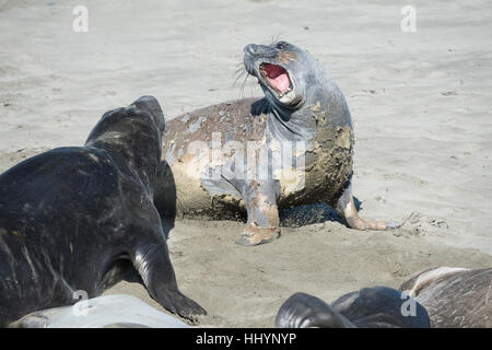 L'éléphant, Mirounga angustirostris, les jeunes hommes pour la domination de sparring, pratiquer pour plus tard les batailles, Piedras Blancas, California, USA Banque D'Images