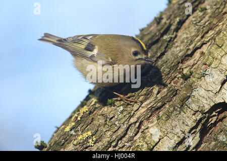 Un Goldcrest (Regulus regulus) la chasse aux insectes de manger dans l'écorce d'un arbre. Banque D'Images