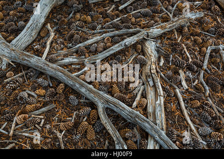 Tombé des cônes de pin souple, Pinus flexilis, près de Stella Lake le long du sentier en boucle des lacs alpins dans la gamme de Parc National du Grand Bassin, Nevad Banque D'Images