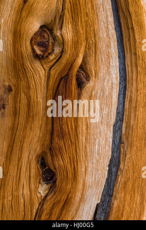 Limber Pine, Pinus flexilis, motif de bois exposées avec de l'écorce est tombé, près de Stella Lake le long du sentier en boucle des lacs alpins dans la gamme Snake Banque D'Images