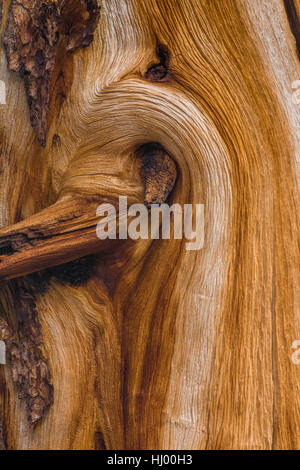 Limber Pine, Pinus flexilis, motif de bois exposées avec de l'écorce est tombé, près de Stella Lake le long du sentier en boucle des lacs alpins dans la gamme Snake Banque D'Images