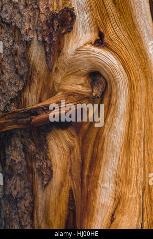 Limber Pine, Pinus flexilis, motif de bois exposées avec de l'écorce est tombé, près de Stella Lake le long du sentier en boucle des lacs alpins dans la gamme Snake Banque D'Images