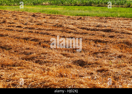 Prairie avec de l'herbe tondue, sec note faible profondeur de champ Banque D'Images