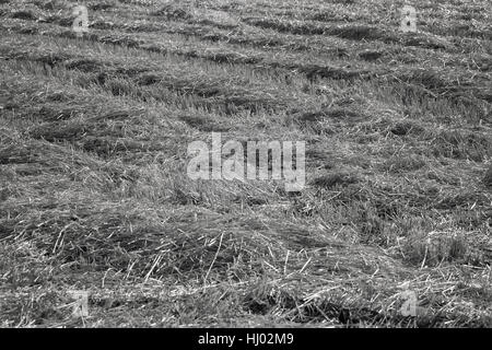 Prairie avec de l'herbe tondue, sec note faible profondeur de champ Banque D'Images