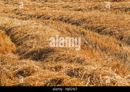 Prairie avec de l'herbe tondue, sec note faible profondeur de champ Banque D'Images